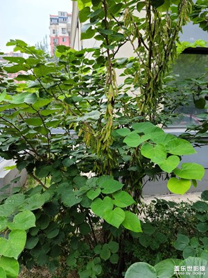 拍照真的清晰。
