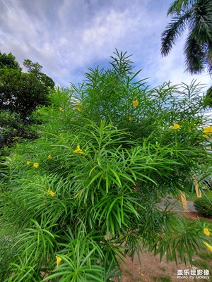 园区的花木
