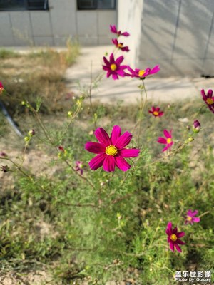 今日照片
