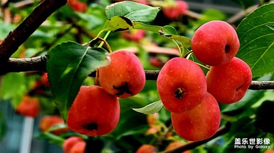 秋实，酸酸甜甜的……，知道是什么果子吗？