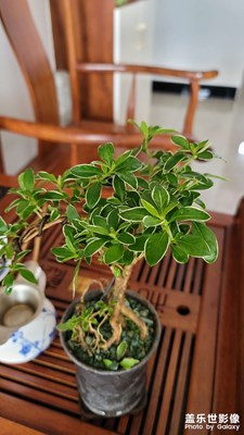 绿意盎然