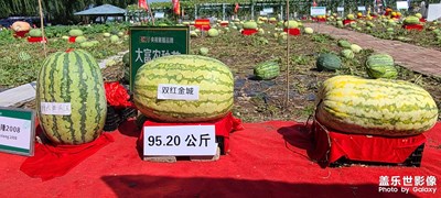 三星随手拍