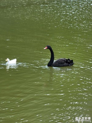 在公园里拍黑天鹅