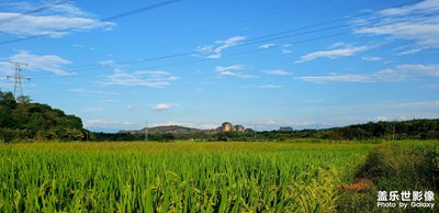 【城与乡·稻花香里说丰年】