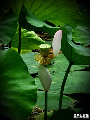 无可奈何花落去