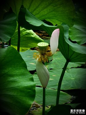 无可奈何花落去