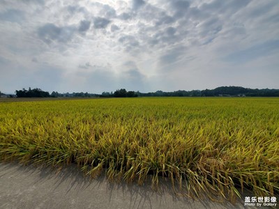 【影像从心】 湖田林草