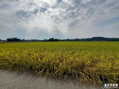 【影像从心】 湖田林草