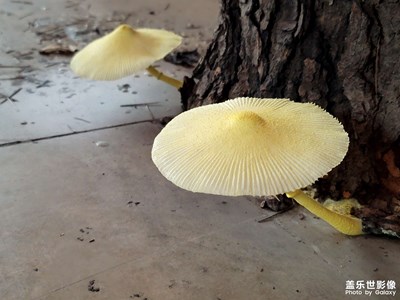 【影像从心】+小蘑菇