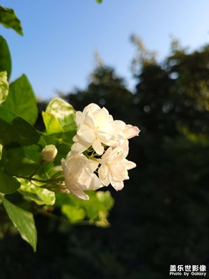 好一朵美丽的茉莉花！