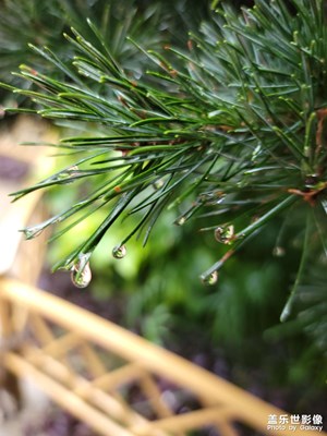 烟雨