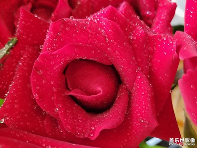 【影像从心】+玫瑰花