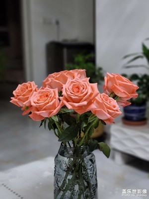 今日照片  粉色玫瑰