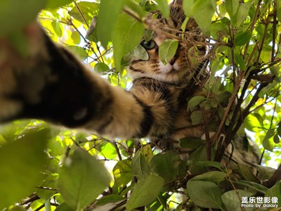 猫的自拍