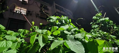 古马路
