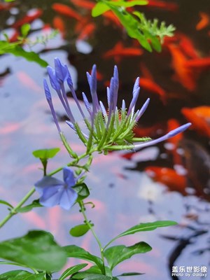 花花草草