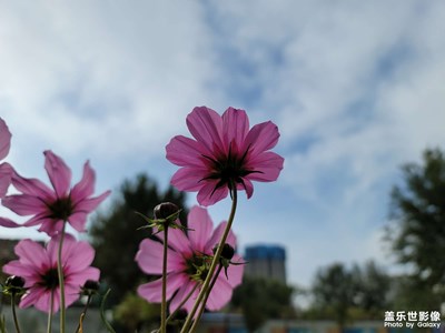 今日照片   花花草草