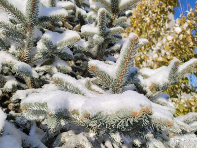 今日照片   乌鲁木齐下雪了