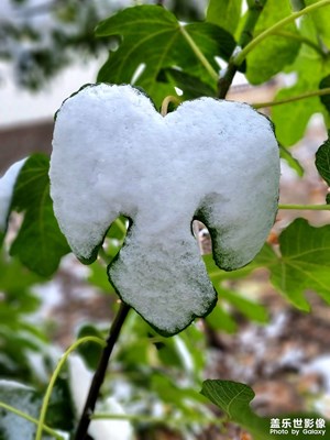 立冬的雪（一）