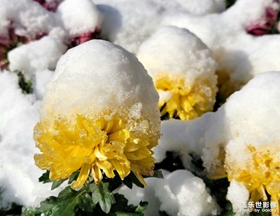 【身边的美好】+雪菊