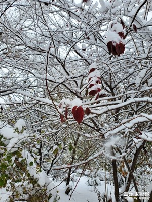 东北的雪