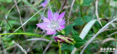 N20U拍花花草草