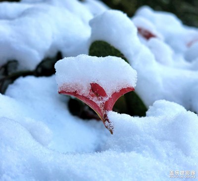 立冬的雪（二）