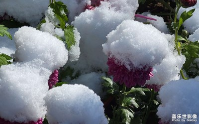 雪后菊花