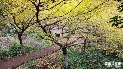 【创意生活】+大邑白岩寺赏银杏