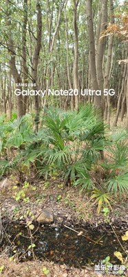 同里湿地公园的处冬天