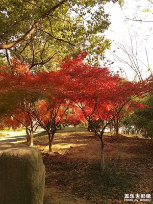 枫叶红于二月花