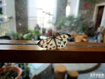 家里为什么有蝴蝶？