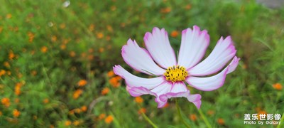 花朵