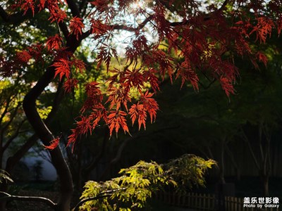 【城市漫游记】+秋霞圃枫叶