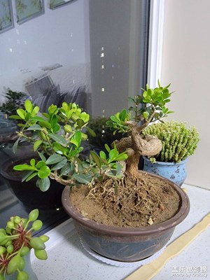 冬天的新芽