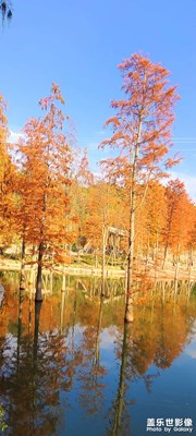 水杉红叶