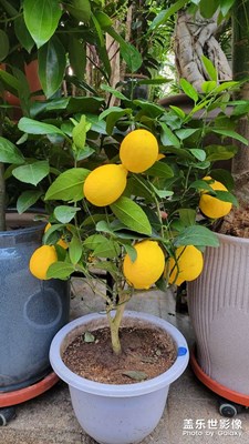 好喜欢逛花市啊!