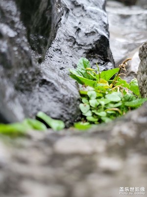 烟雨豫园