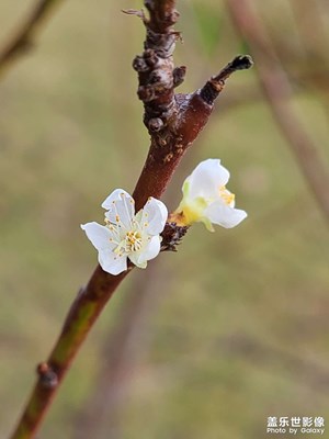 一支李花迎冬志