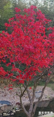 红叶