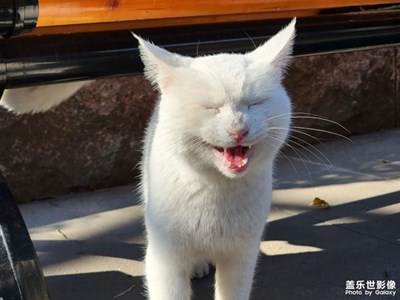 溜达的路上两只可爱的猫猫