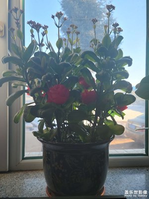 办公室的花开了