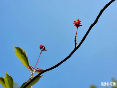 来给生活添点红