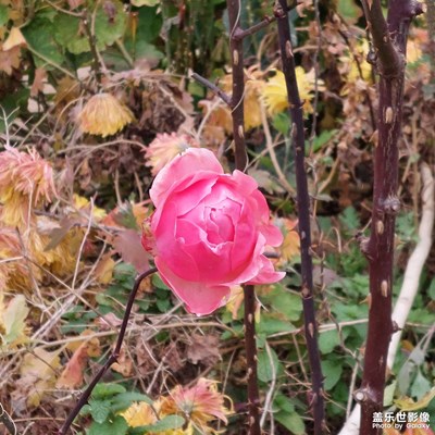 冬季里的花朵