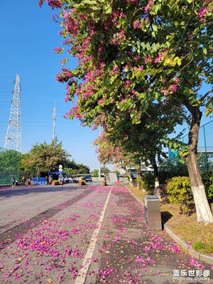 在广州，冬天依然绿色。
