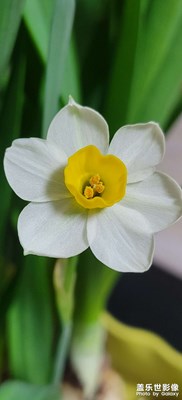 水仙开了第一朵花，可以作为手机壁纸！