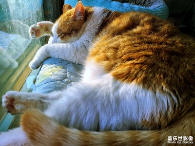 【色彩】猫咪是冬日里一抹暖阳