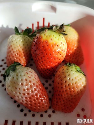 今日照片   草莓
