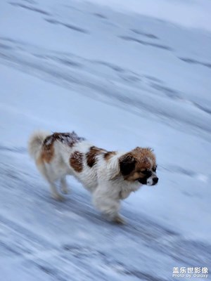 今日照片   下雪了