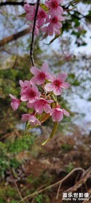 颛顼溶洞的樱花